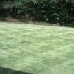 Zeon Zoysia