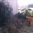 Removing old shrubs and planting